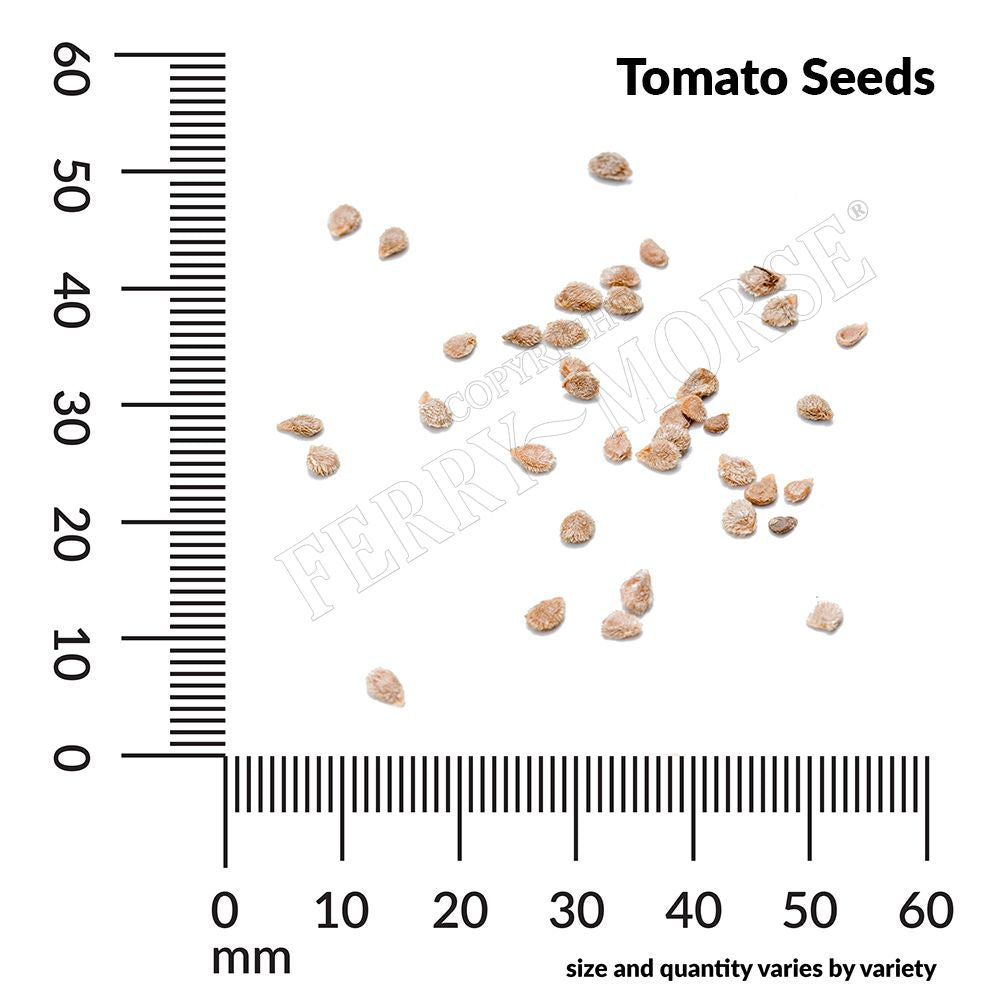 Tomato seed spill and measurement